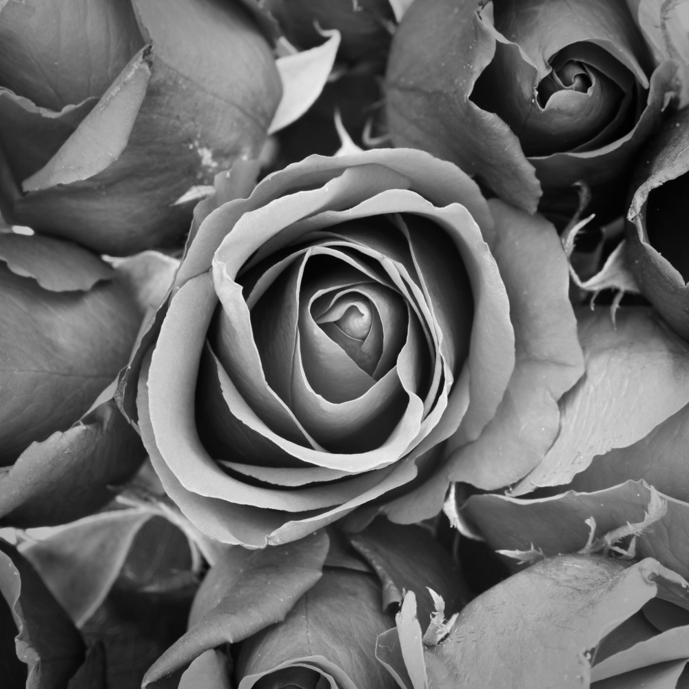 Black and White Roses