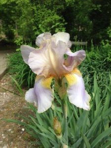 Evelyn Louise Moran Godwin