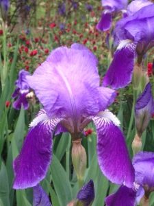 Virginia Lynn “Ginny” Covington