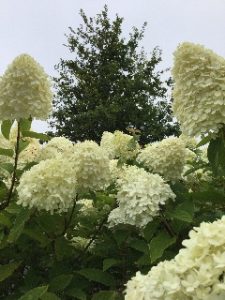 James Lloyd Cavender