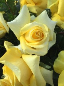 Marjorie Ann “Margie” LeMaster