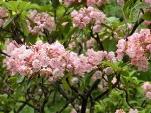 Kathy Colleen McClure Noland