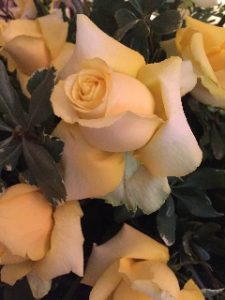 Everli Iris Faith Smith