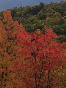 Cecilia Navarrete Garcia