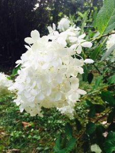 Christine Stinson Luther