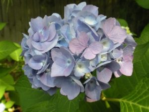 Elvia Allene England Rial