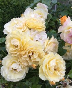 Cheryle Ann Blayton Lynch Hansen