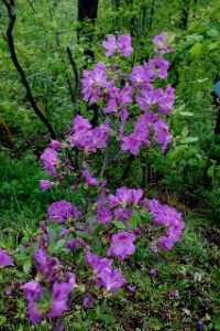 Mrs. Bobbie Jean Miller Ellis