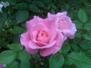 Rose Eva Corkan Duke