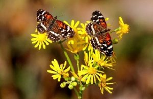 Edna Laura Halpin Stinson