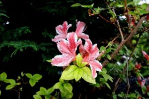 Geraldine Lee Hubbard