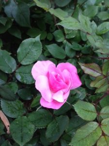 Sherry Rachelle Moody Orr