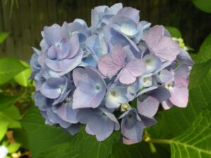 Peggy JoAnne Bear Love